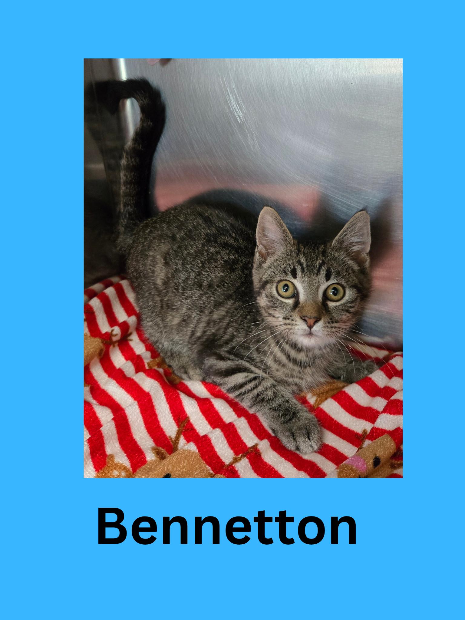 Bennatton, Adoptable, Kitten Male Domestic Short Hair.