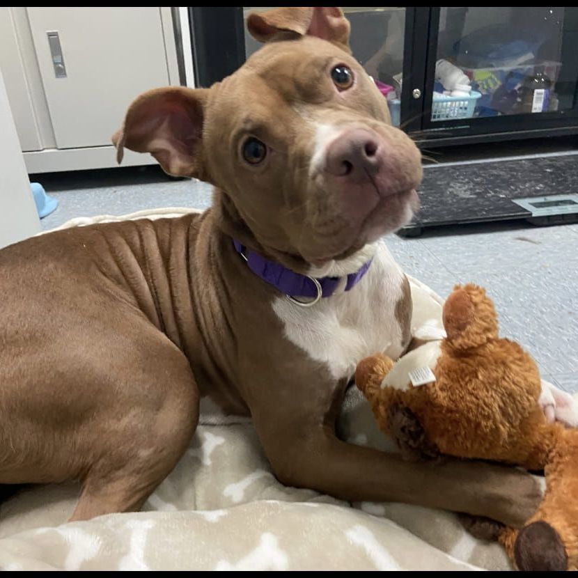 Anastasia, Adoptable, Young Female Terrier.