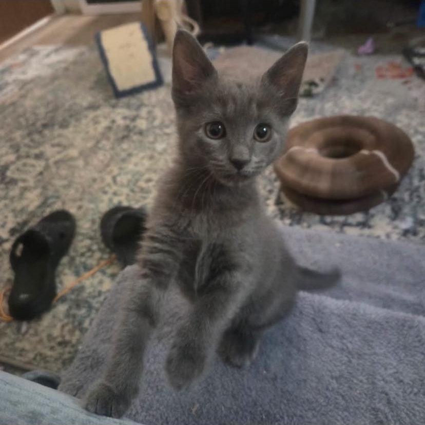 Malachi, ADOPTABLE, Kitten Male Domestic Short Hair.