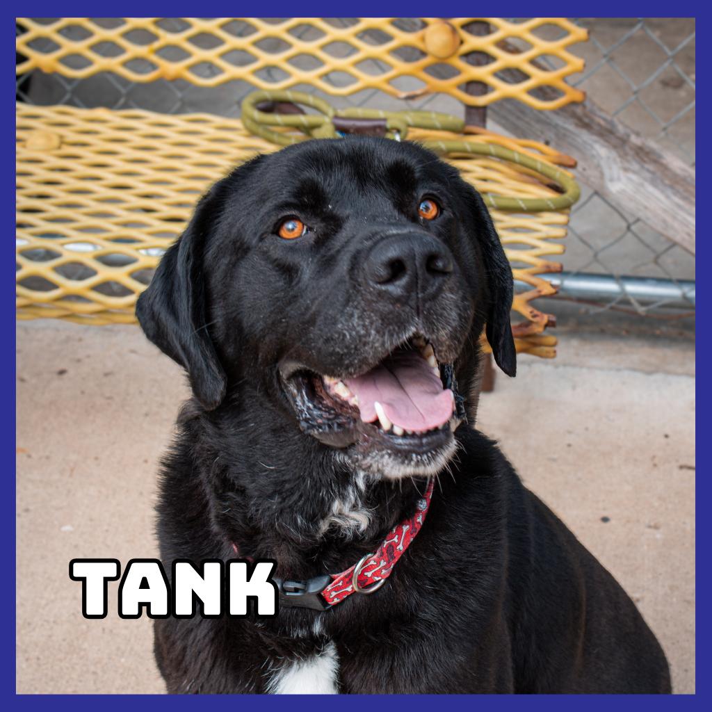 Tank, a Adoptable mixed breed in Glenwood, MN image 1/3