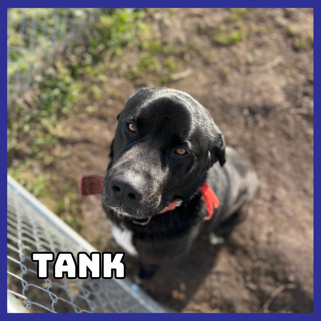 Enlarge Tank, a Adoptable mixed breed in Glenwood, MN image 1/3