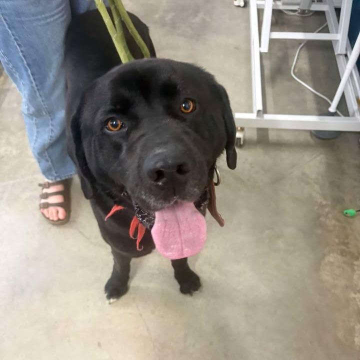 Enlarge Tank, a Adoptable mixed breed in Glenwood, MN image 2/3