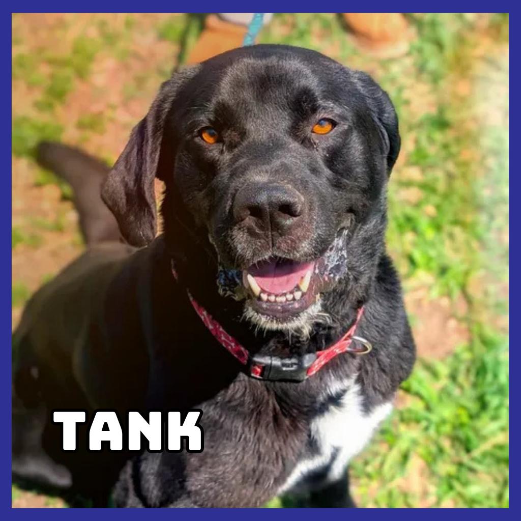 Tank, a Adoptable mixed breed in Glenwood, MN image 2/3