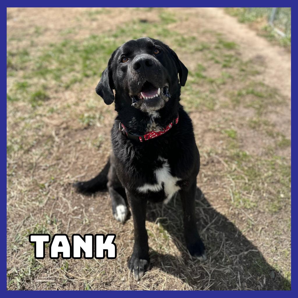Enlarge Tank, a Adoptable mixed breed in Glenwood, MN image 3/3