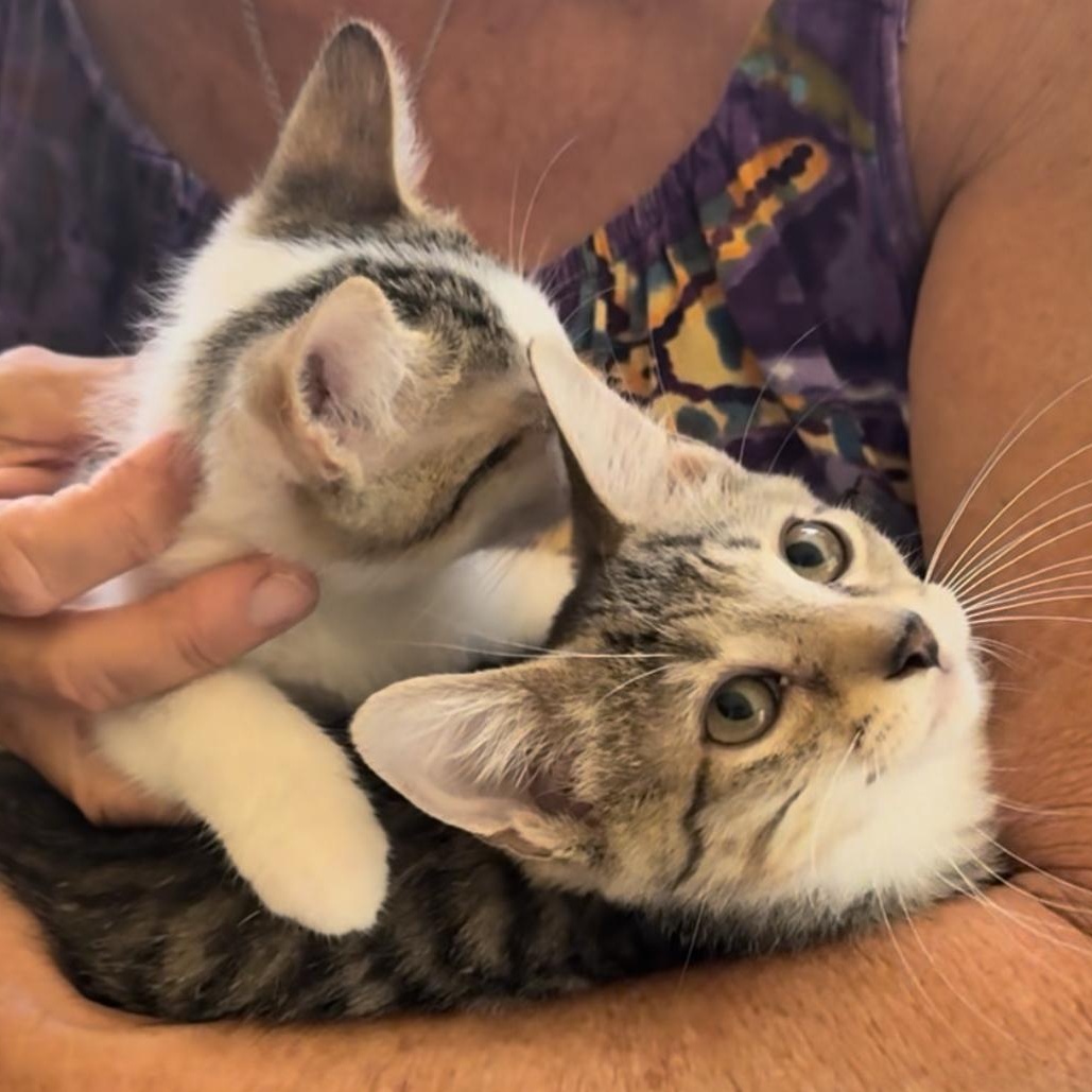 Franklin and Frazier