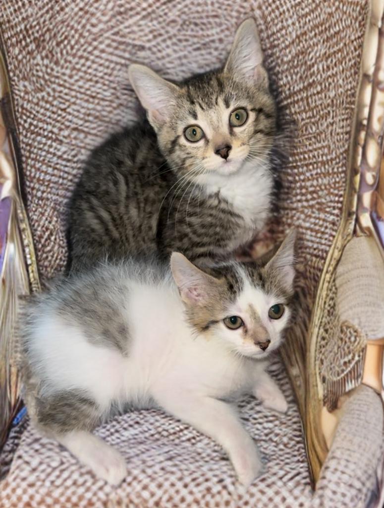 Franklin and Frazier — thumbnail 2