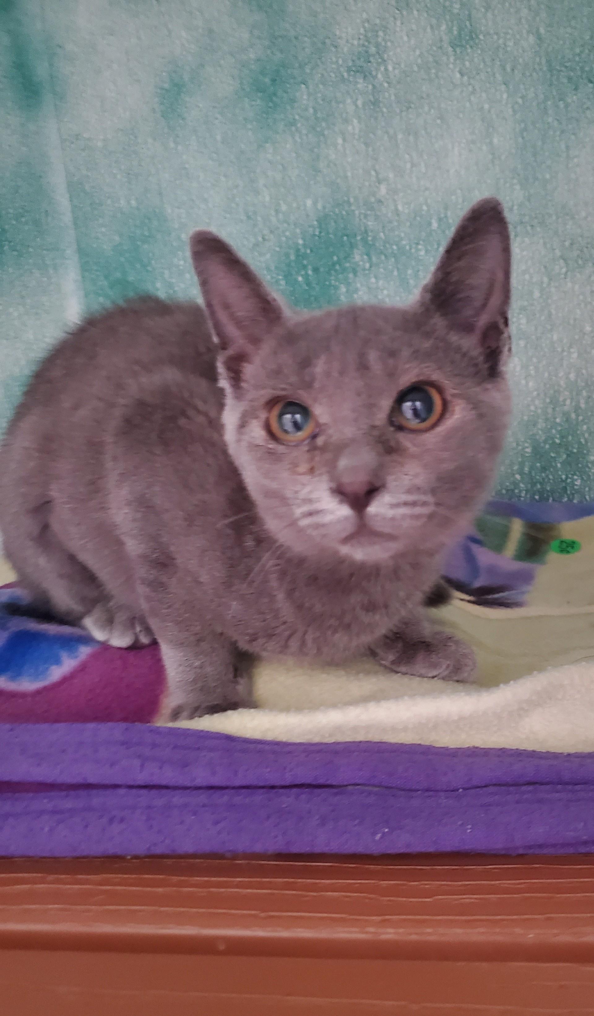 Tuscany, adopted, Young Female Domestic Short Hair.