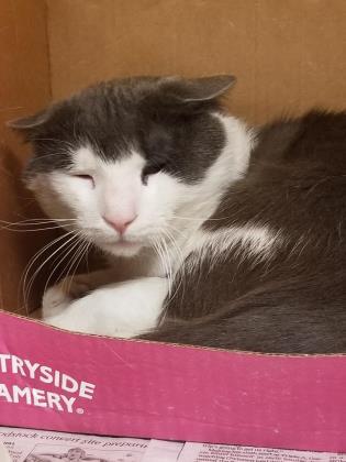 Luke Skywhisker, Adoptable, Adult Male Domestic Short Hair & Domestic Short Hair.