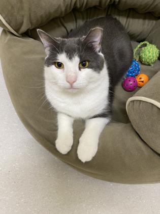 Luke Skywhisker, Adoptable, Adult Male Domestic Short Hair & Domestic Short Hair.