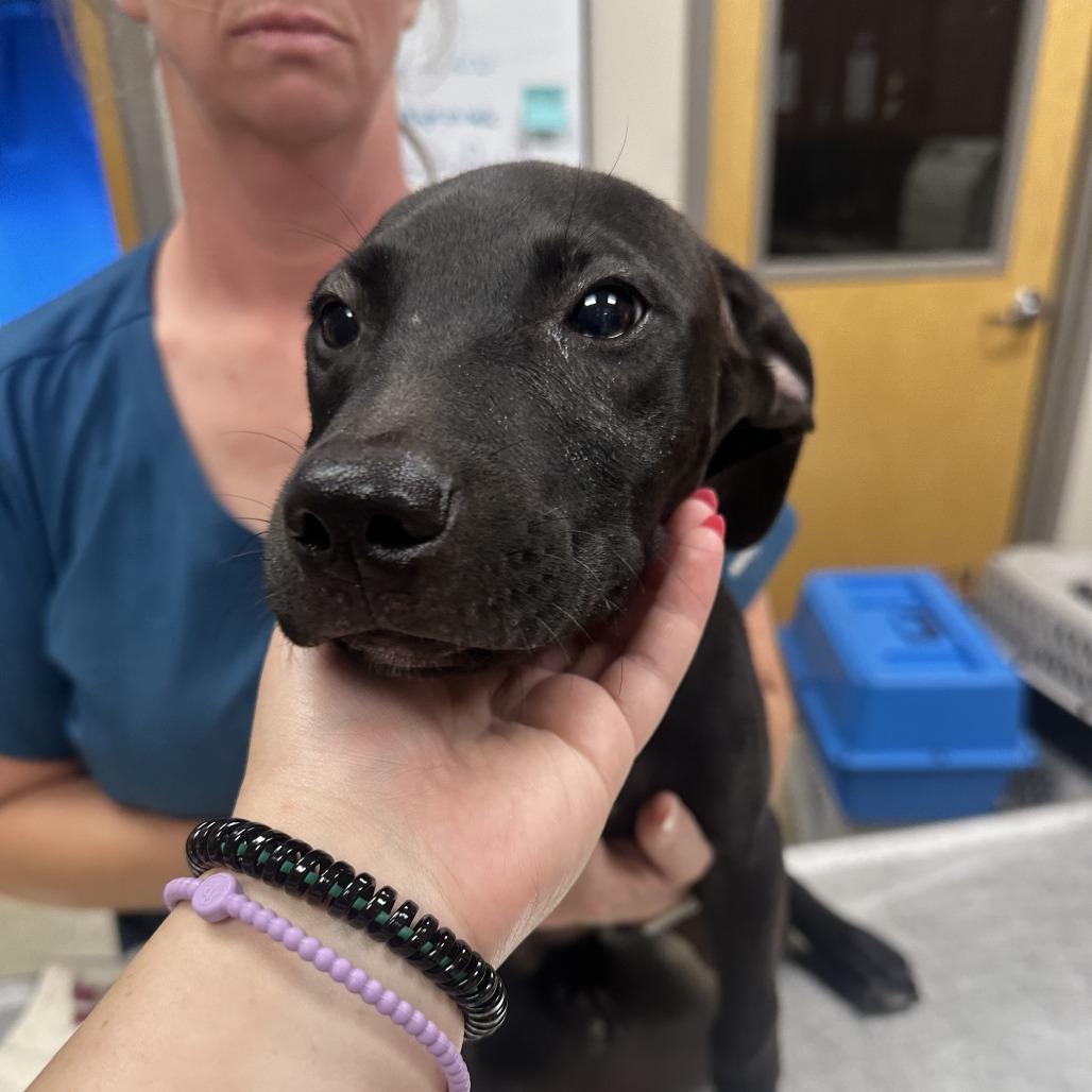 Lumpkin - 071803T, Adoptable, Young Male Black Labrador Retriever.