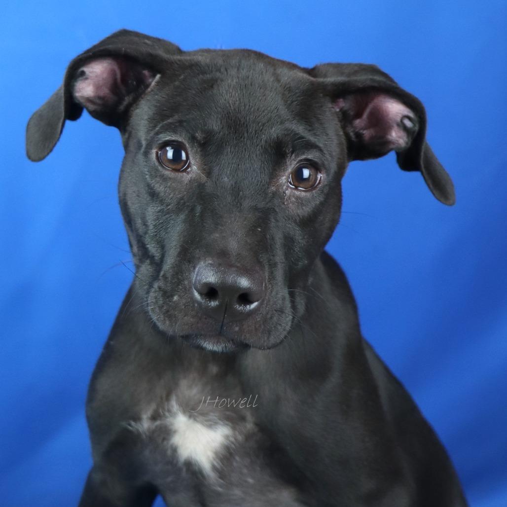 Lumpkin - 071803T, a Adoptable mixed breed in Tupelo, MS image 2/2