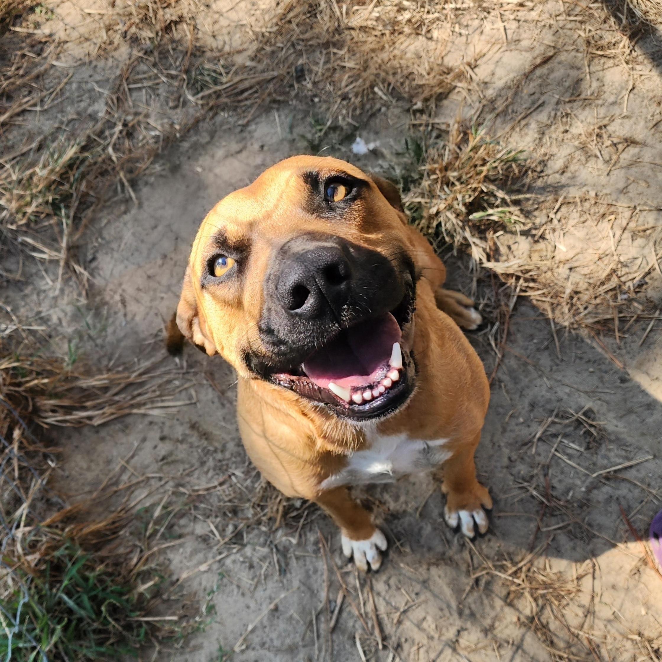 Enlarge Loki, a Adoptable Mixed Breed in Benson, NC image 1/4