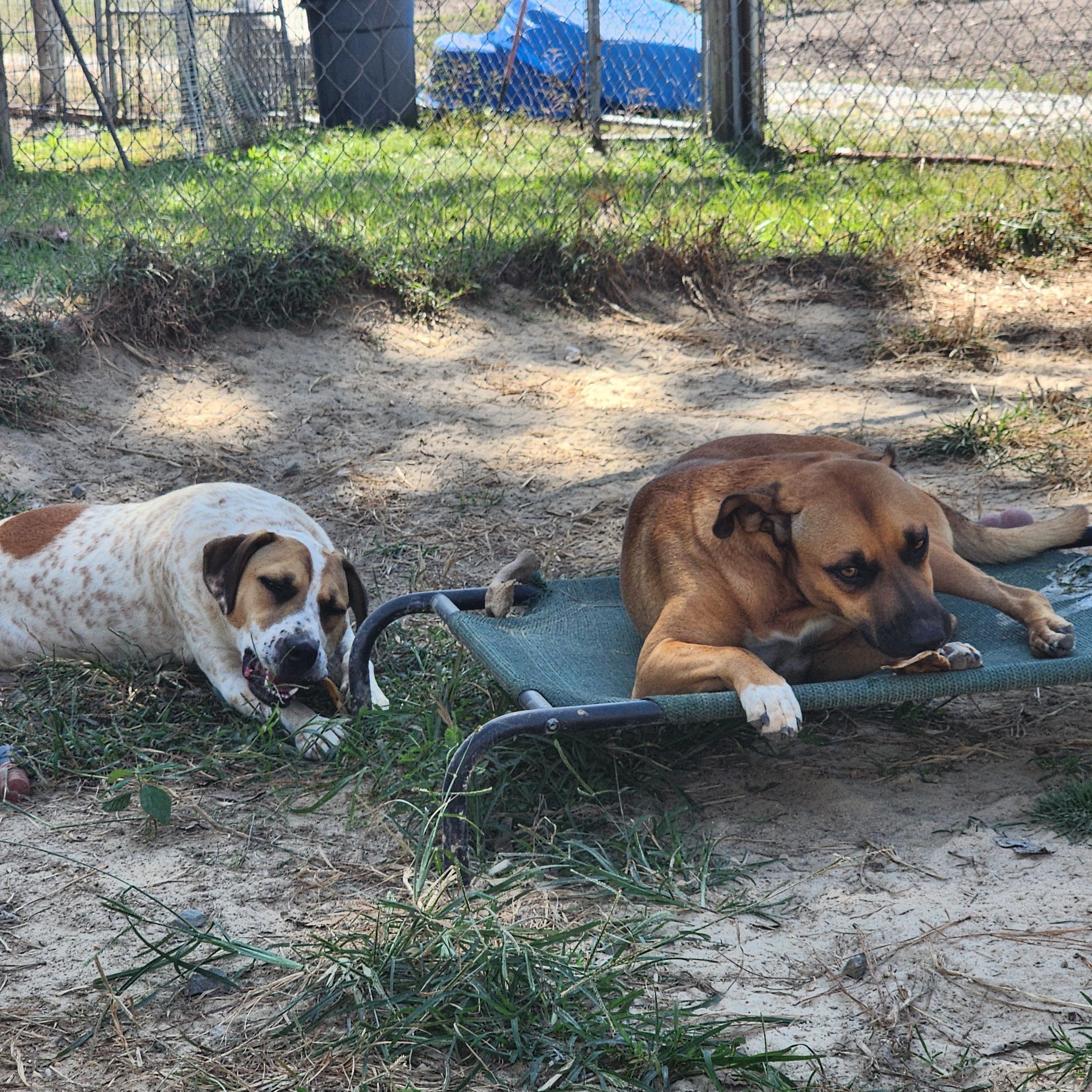 Enlarge Loki, a Adoptable Mixed Breed in Benson, NC image 2/4