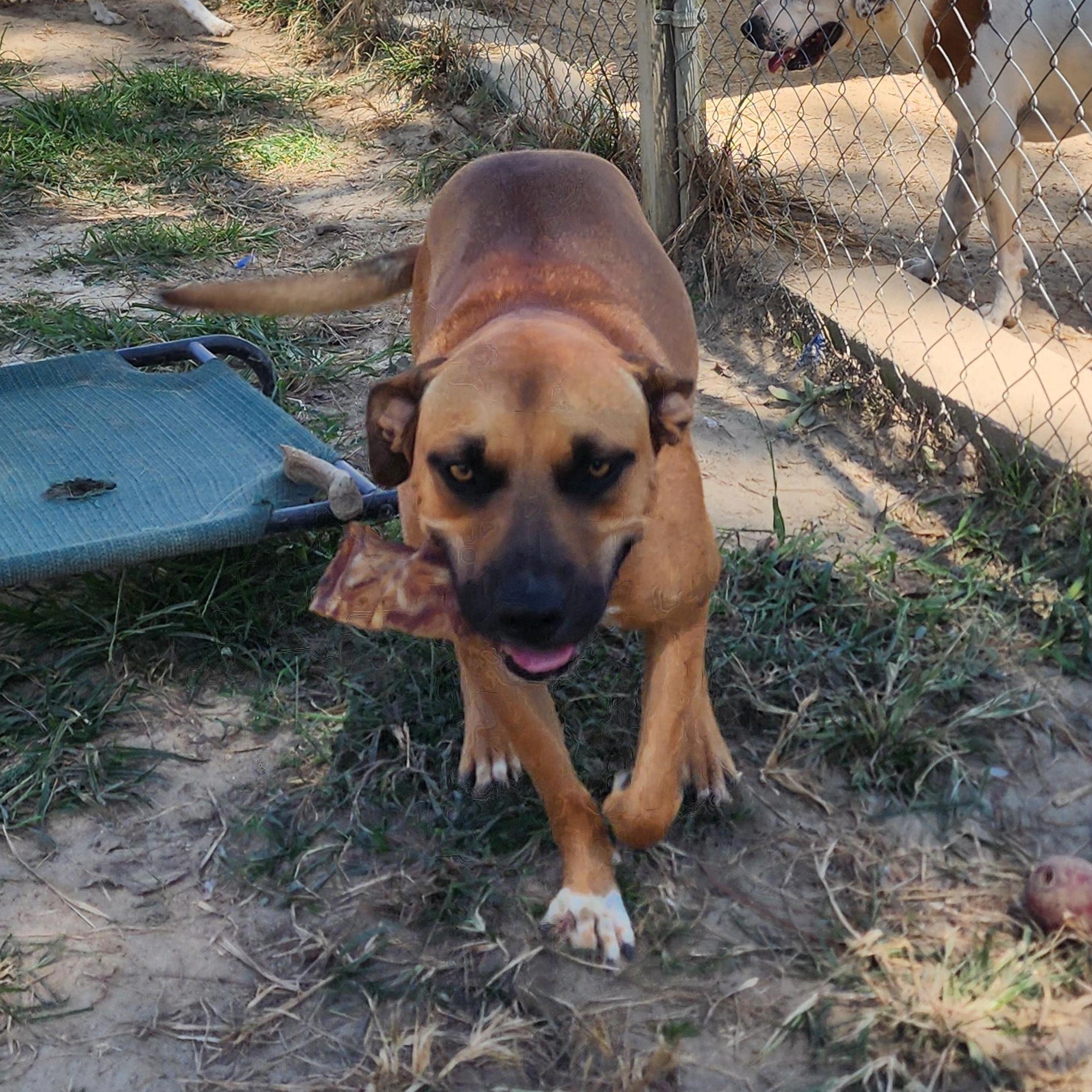 Enlarge Loki, a Adoptable Mixed Breed in Benson, NC image 3/4