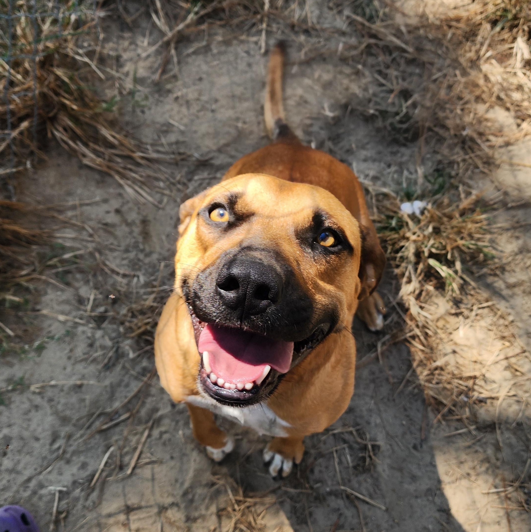 Enlarge Loki, a Adoptable Mixed Breed in Benson, NC image 4/4