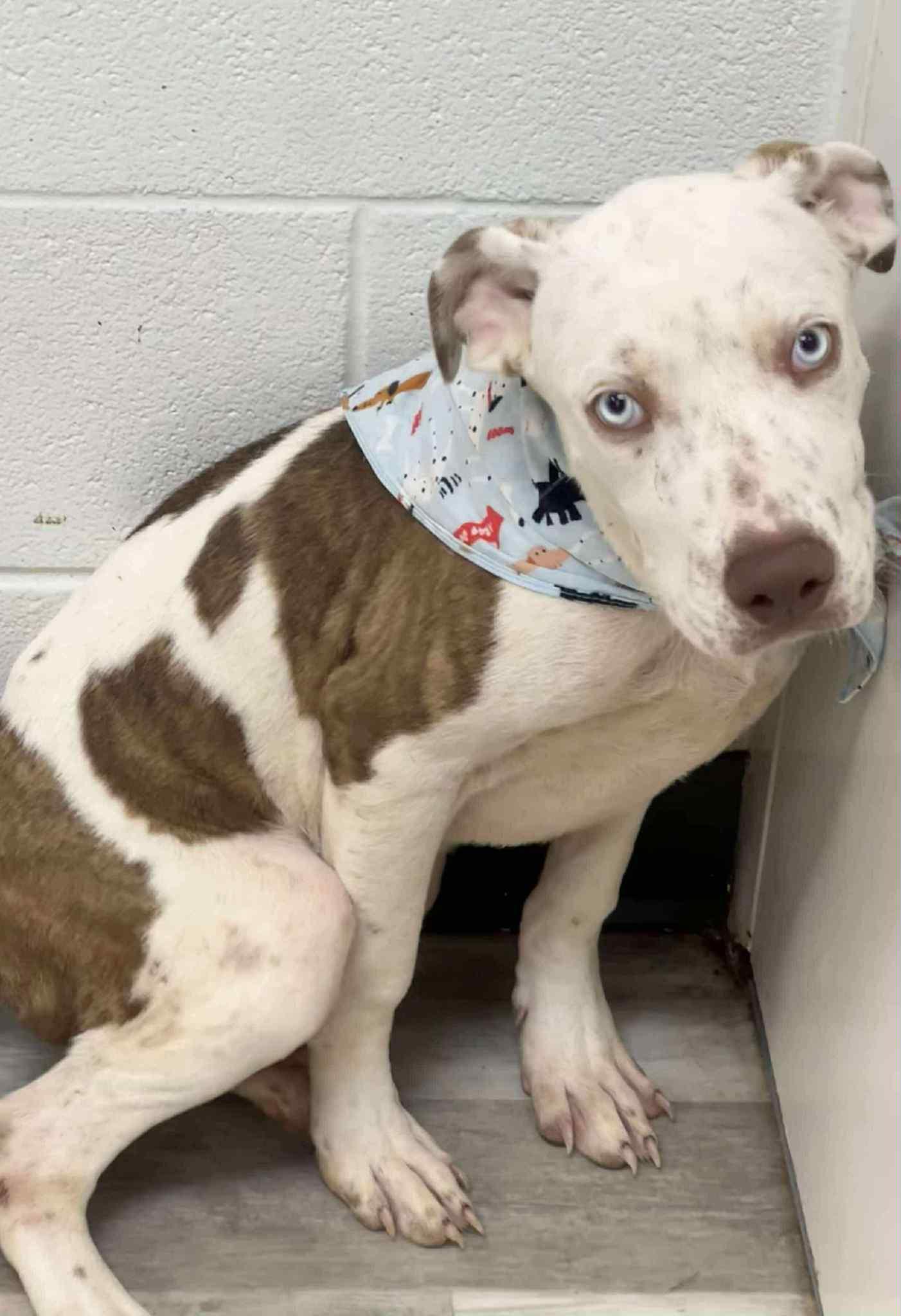 Lane the mixed breed pup!