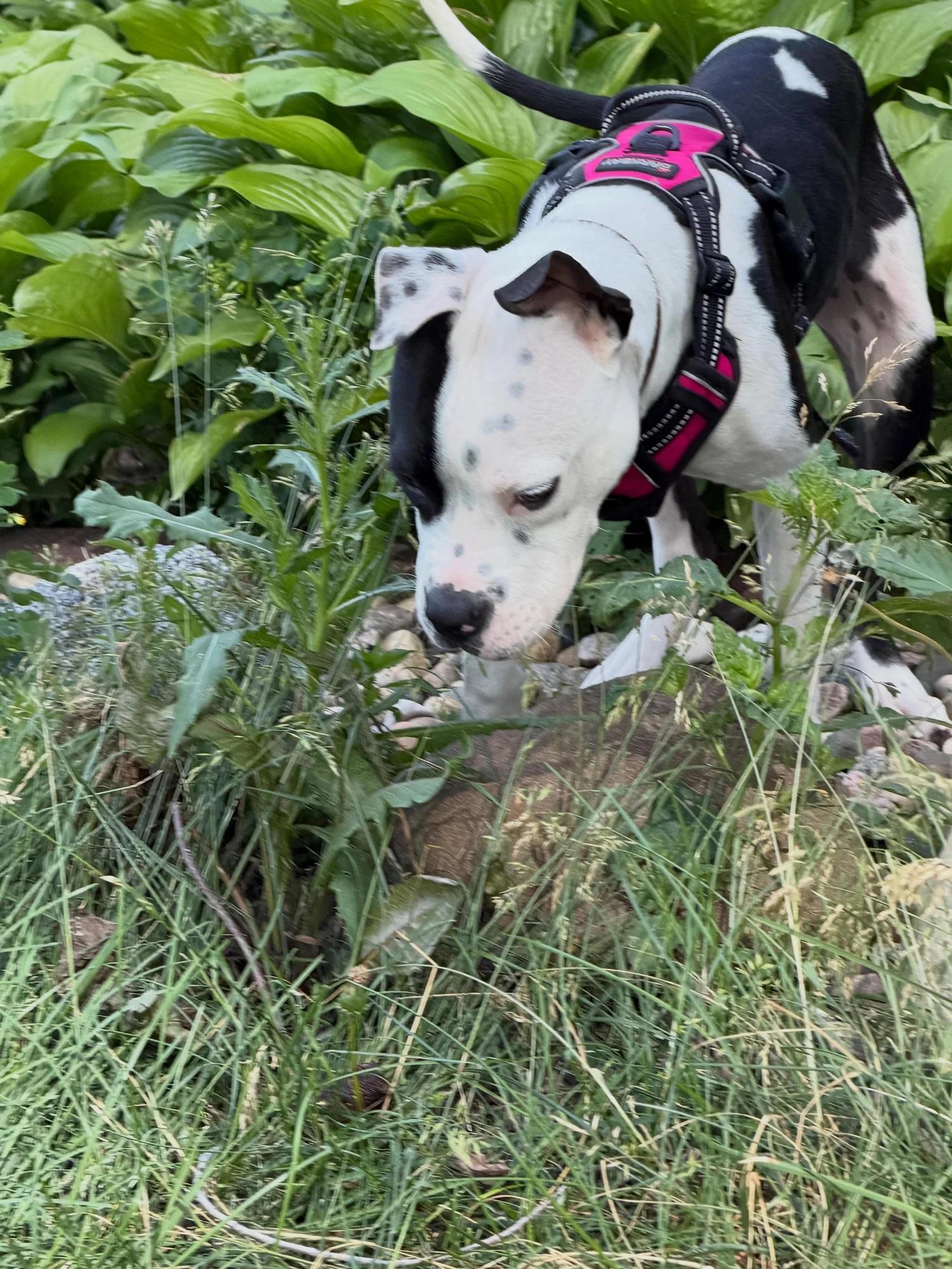 Lefty, an adopted mixed breed in Minneapolis, MN image 2/6