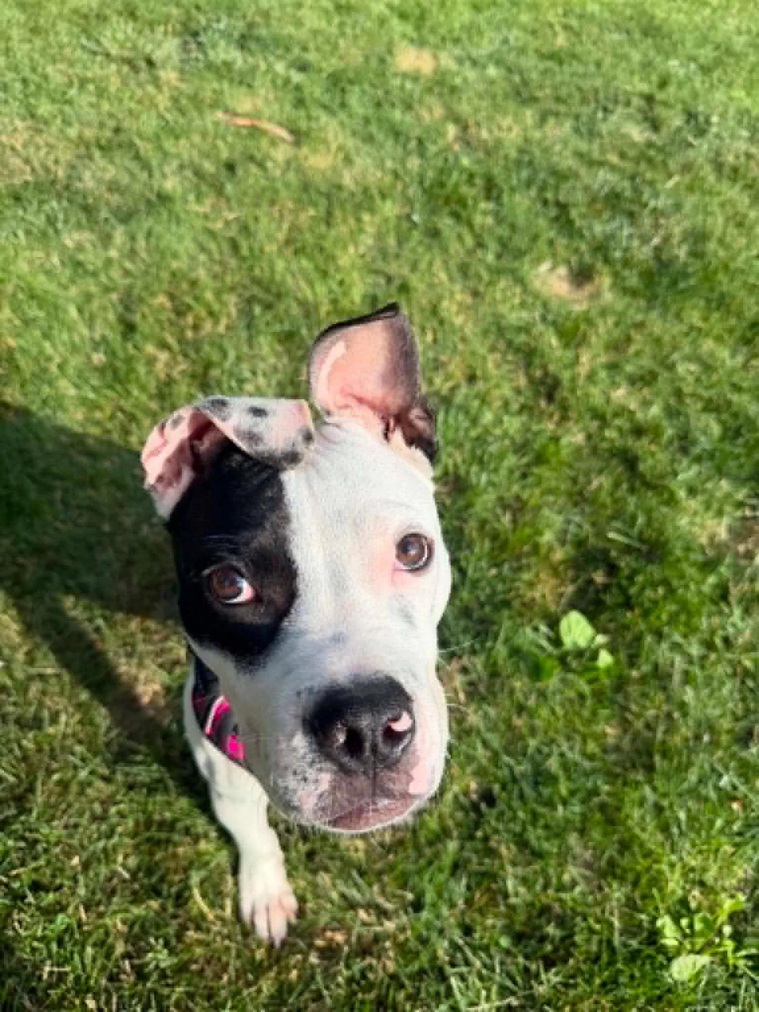 Lefty, an adopted mixed breed in Minneapolis, MN image 6/6