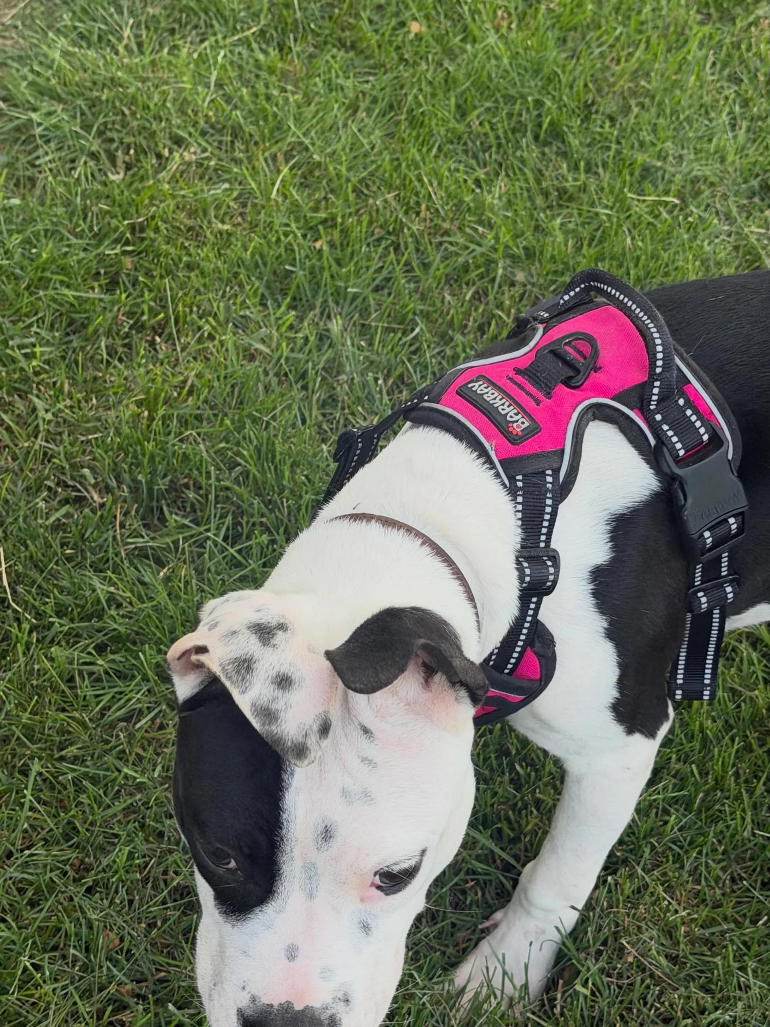 Lefty, an adopted mixed breed in Minneapolis, MN image 5/6