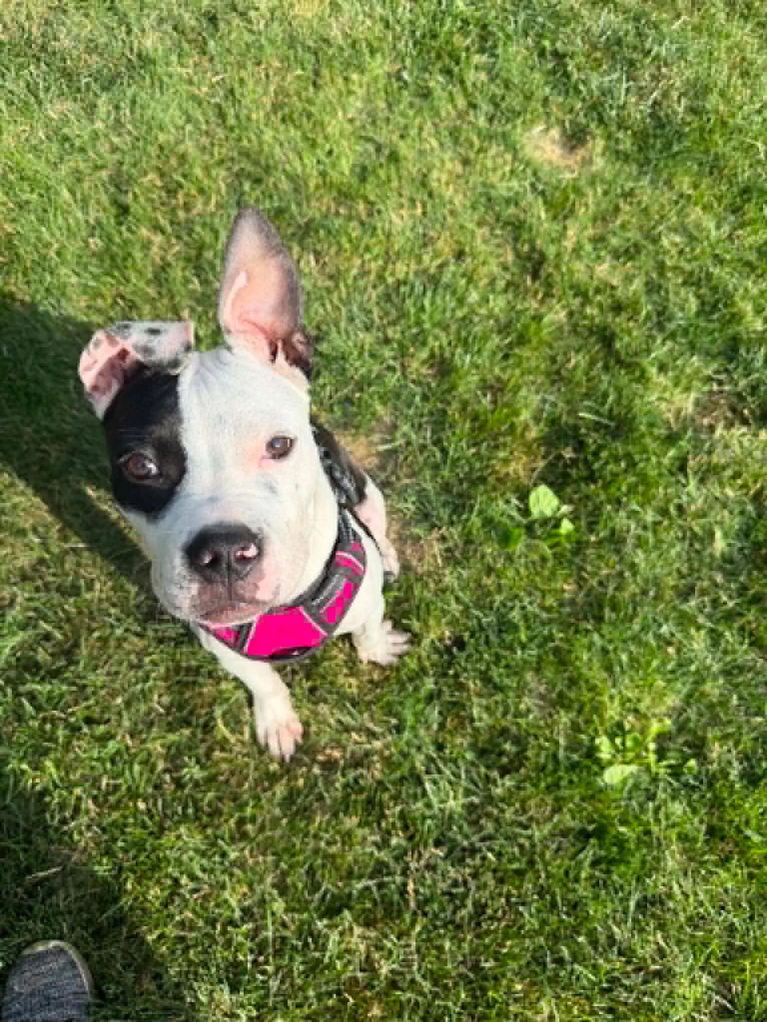 Lefty, an adopted mixed breed in Minneapolis, MN image 3/6