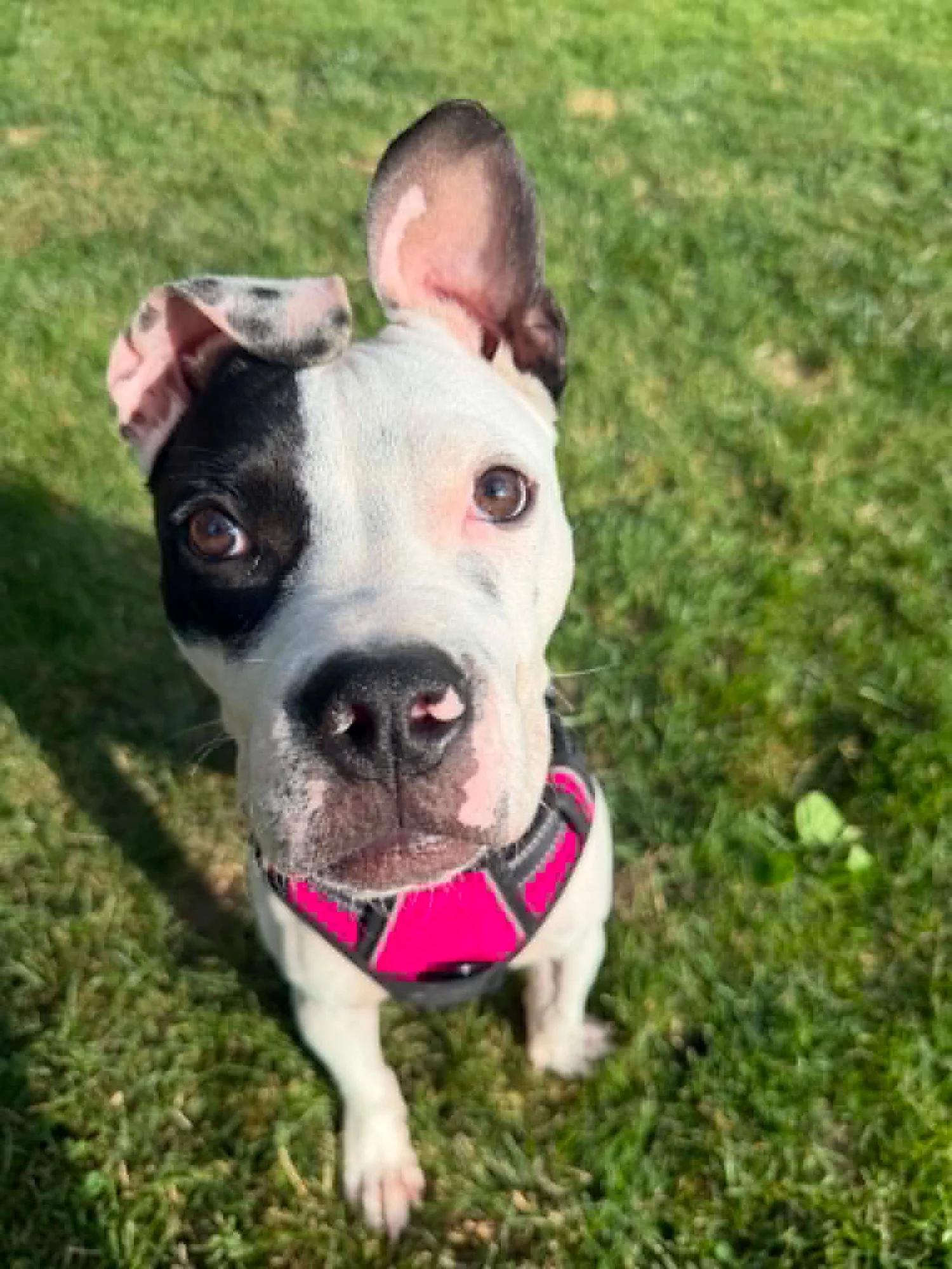 Lefty, adopted, Young Male Pit Bull Terrier.