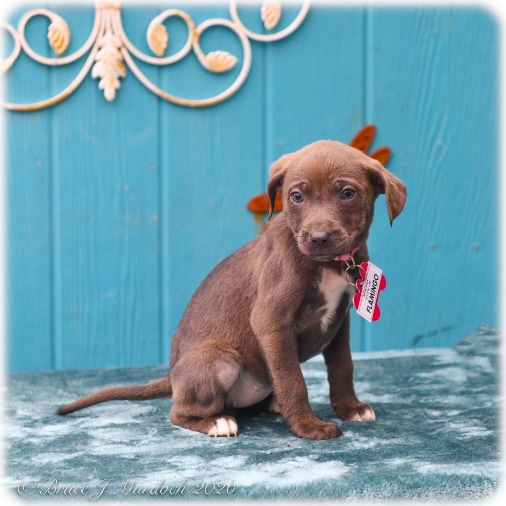 Enlarge Flamingo, a Adoptable Pit Bull Terrier in Wake Forest, NC image 1/1