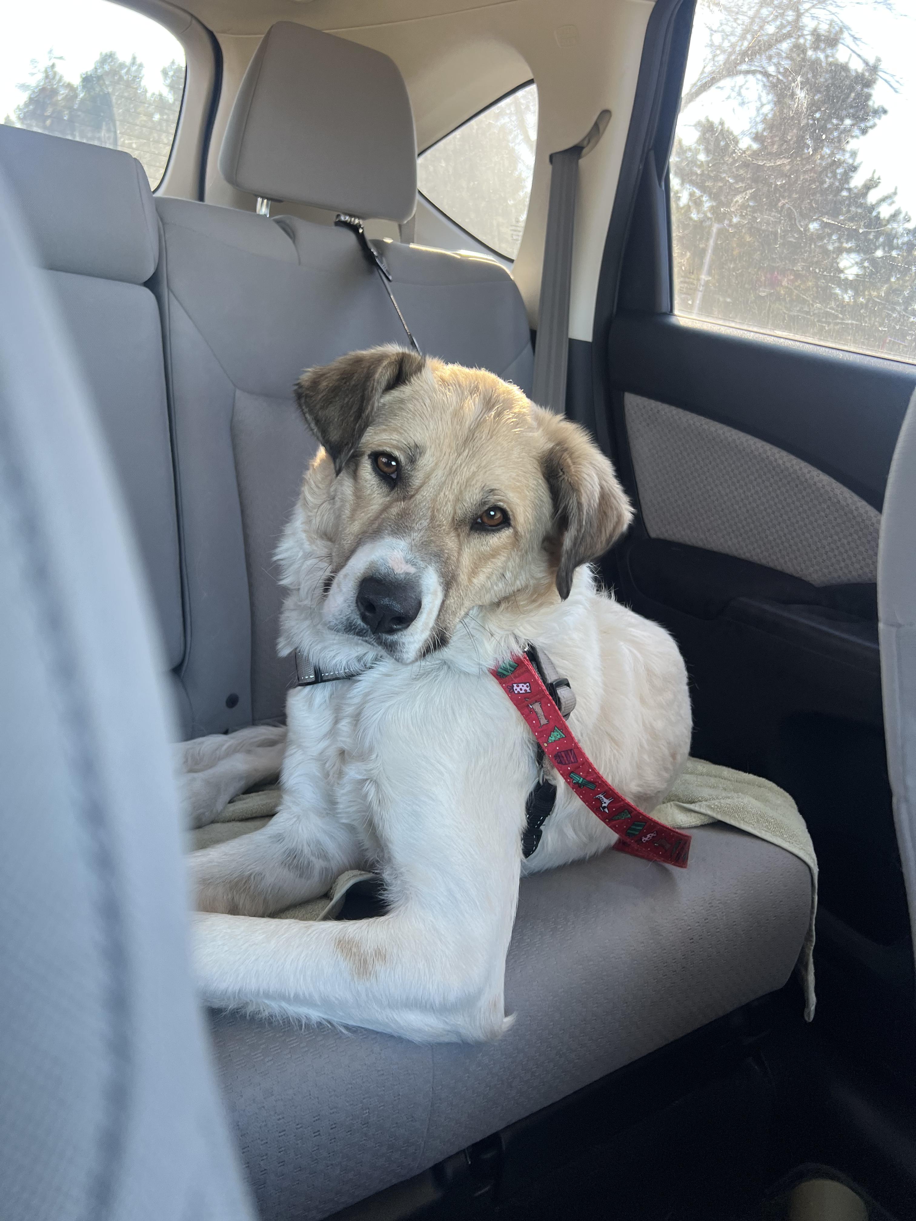 Bagel, a Adoptable mixed breed in Denver, CO image 1/6