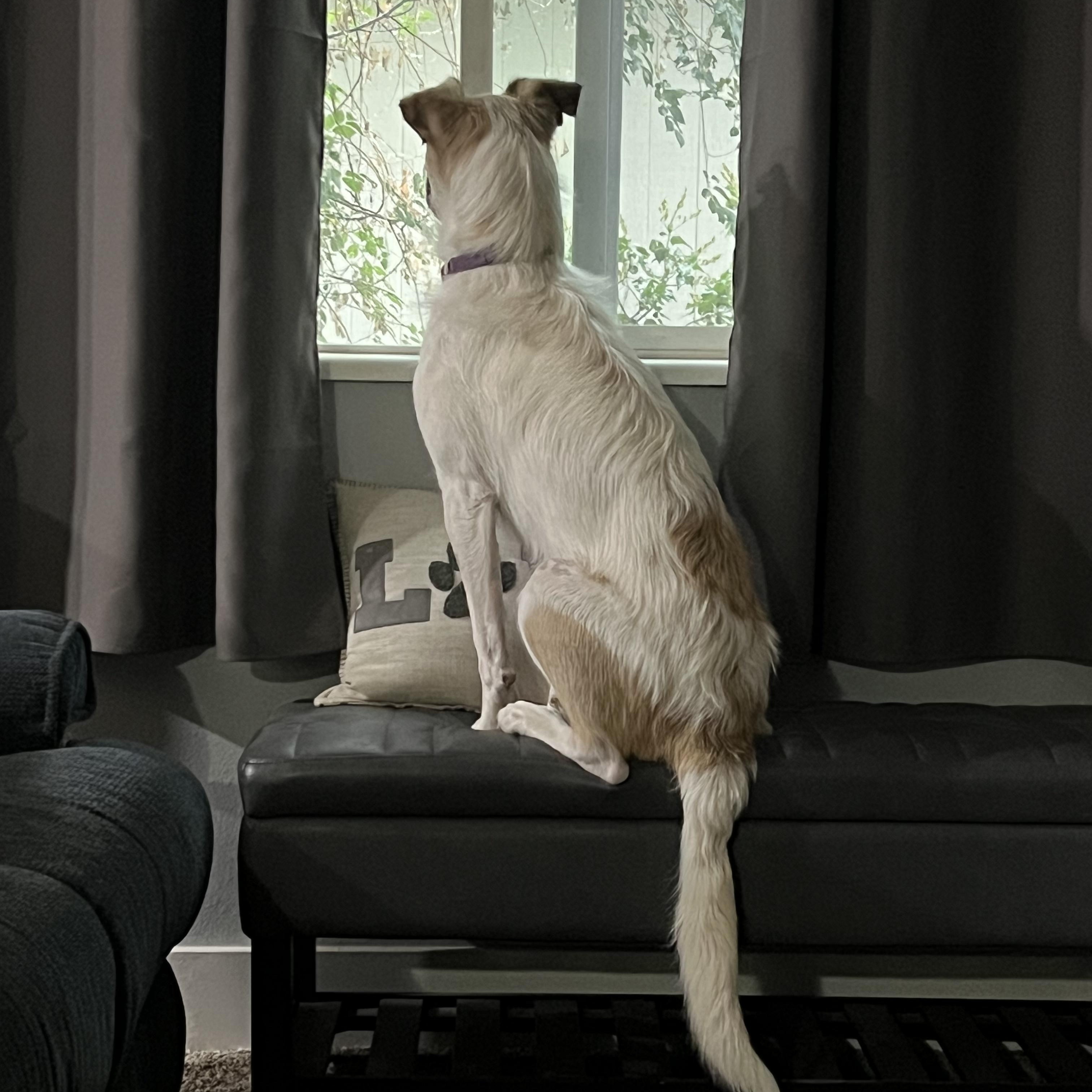 Bagel, a Adoptable mixed breed in Denver, CO image 4/6