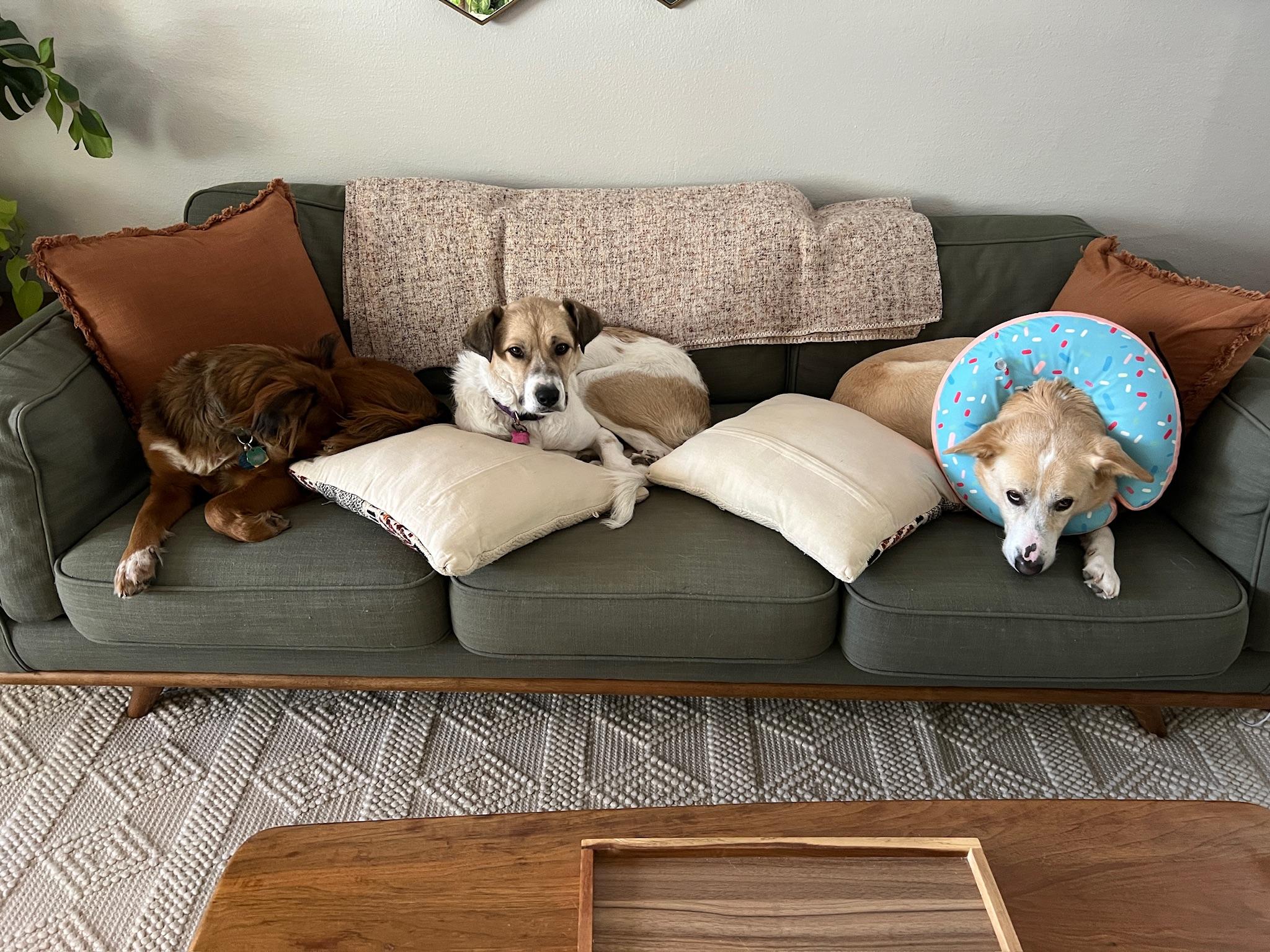 Bagel, a Adoptable mixed breed in Denver, CO image 3/6