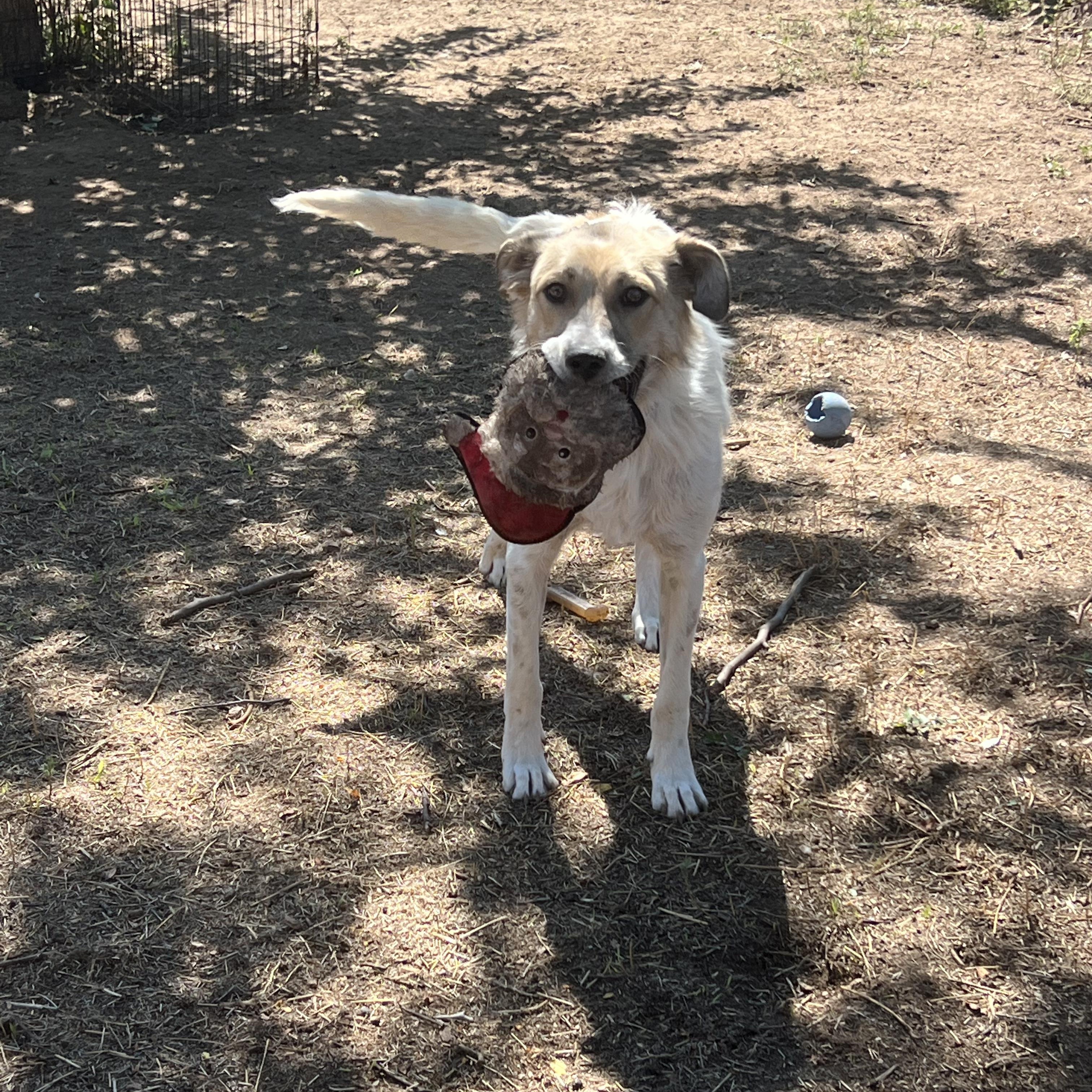 Bagel, a Adoptable mixed breed in Denver, CO image 5/6