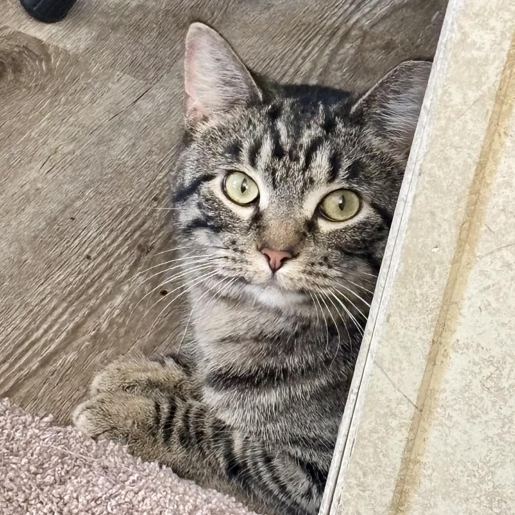 Stocking, a Adoptable Domestic Short Hair in Columbia, MO image 1/3
