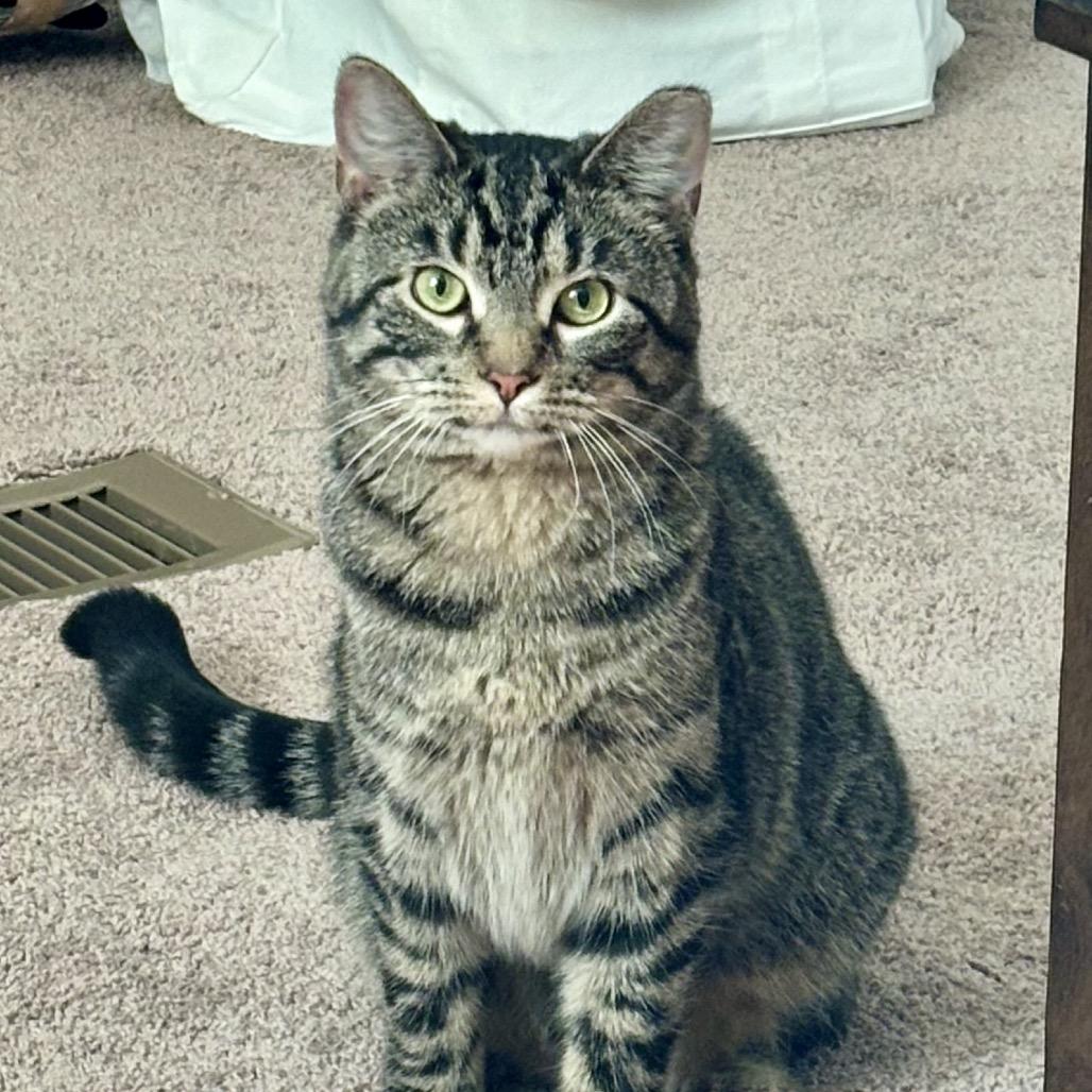 Stocking, a Adoptable Domestic Short Hair in Columbia, MO image 2/3