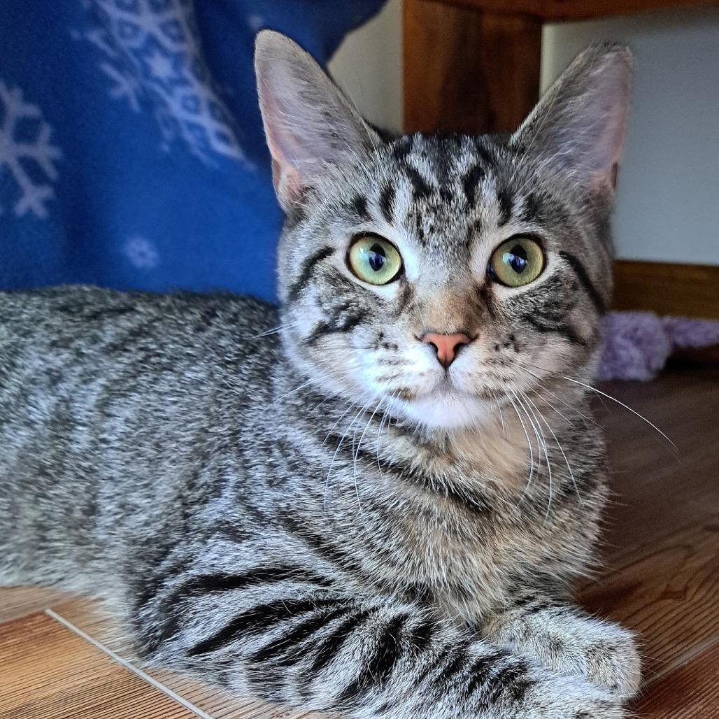 Stocking, Adoptable, Young Female Domestic Short Hair.