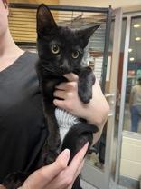 Gene, adoptable, Kitten Female Domestic Short Hair.