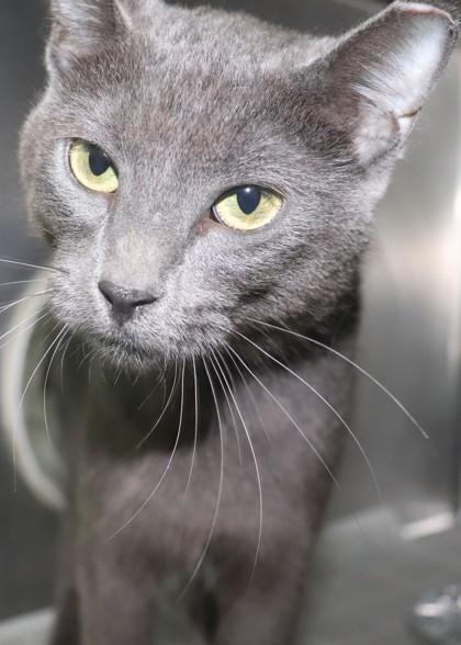 Jane Doe, a Adoptable mixed breed in New Orleans, LA image 1/2