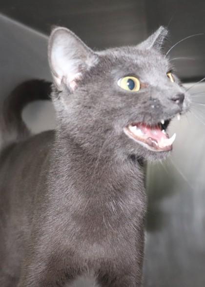 Jane Doe, a Adoptable mixed breed in New Orleans, LA image 2/2