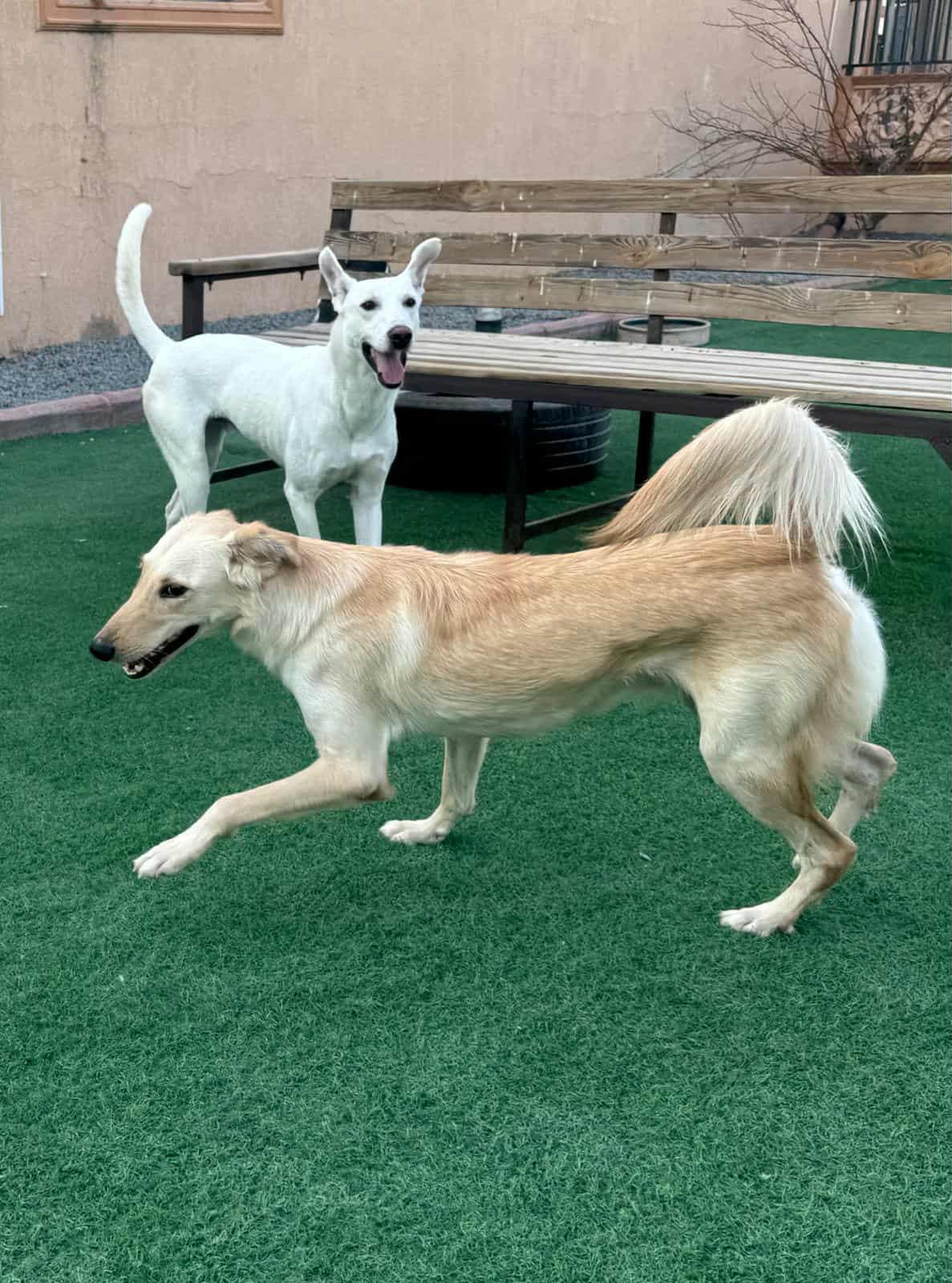 Goldy- needs foster home, an adoptable Shepherd, Saluki in Frederick, MD, 21702 | Photo Image 3