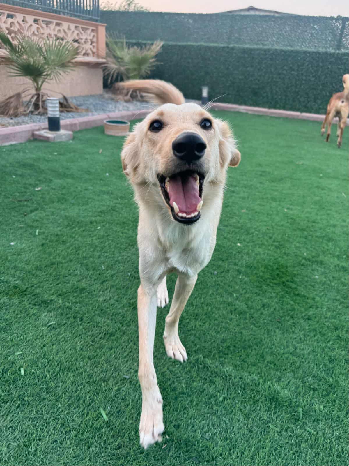 Goldy- needs foster home, an adoptable Shepherd, Saluki in Frederick, MD, 21702 | Photo Image 1