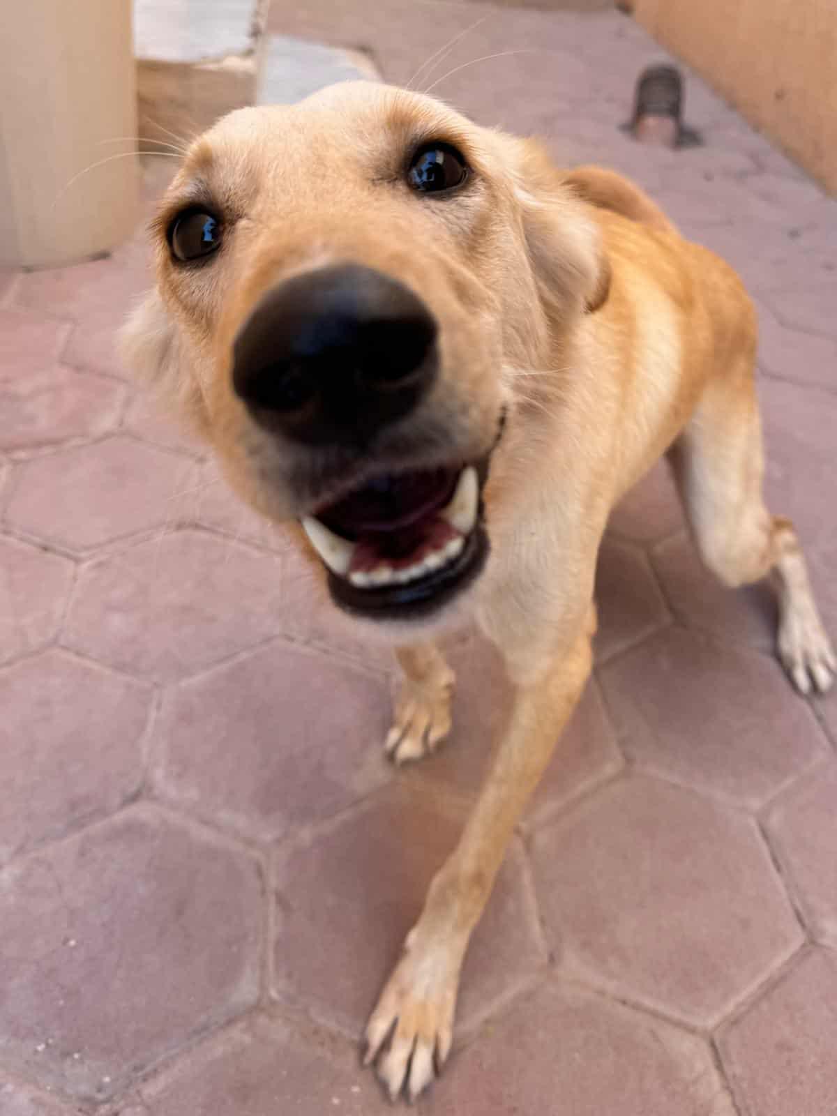 Goldy- needs foster home, an adoptable Shepherd, Saluki in Frederick, MD, 21702 | Photo Image 2