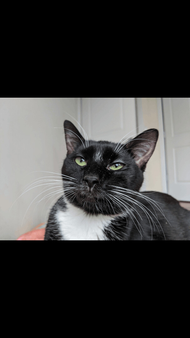 Enlarge D'arby, a Adoptable Tuxedo in New York, NY image 1/17