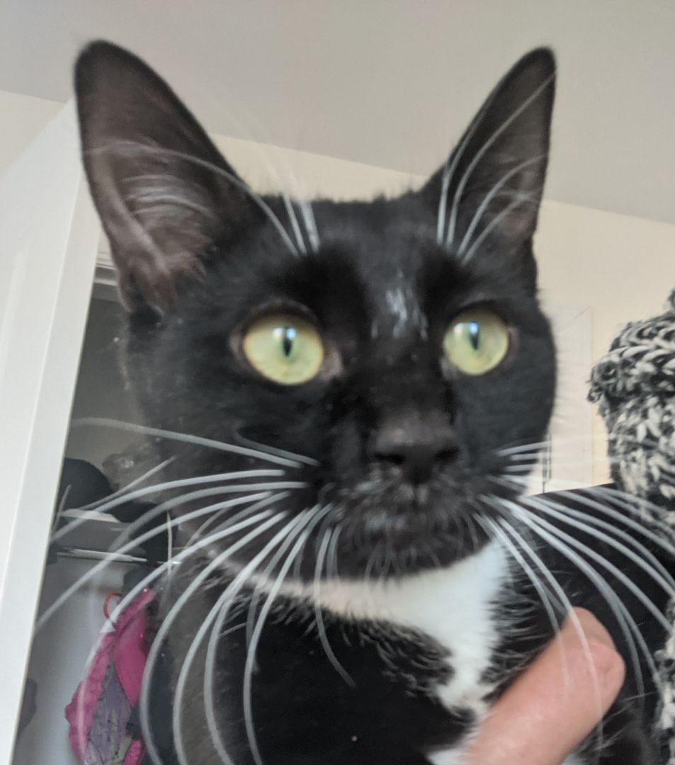 Enlarge D'arby, a Adoptable Tuxedo in New York, NY image 2/17
