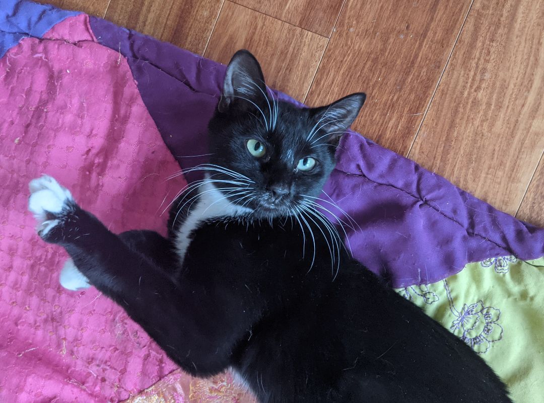 Enlarge D'arby, a Adoptable Tuxedo in New York, NY image 3/17