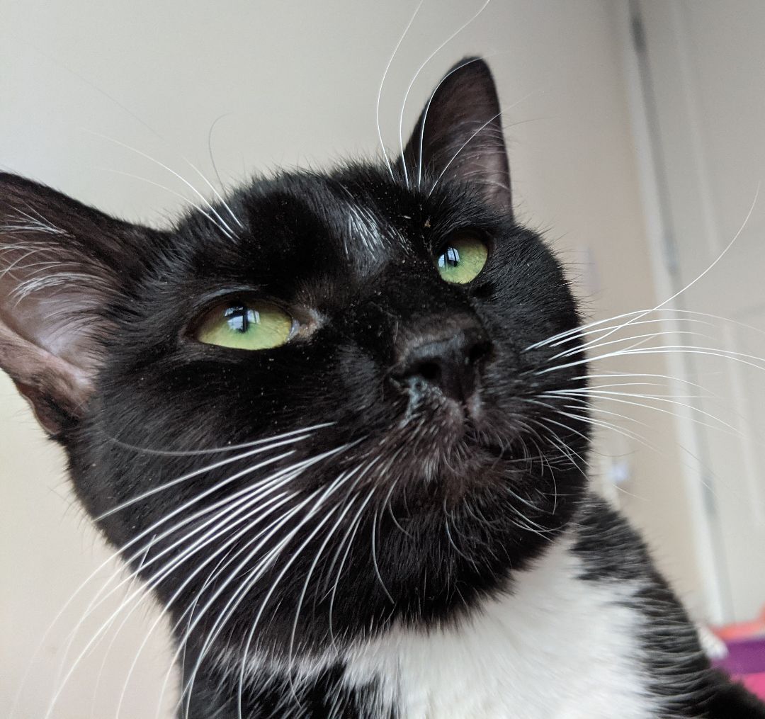 Enlarge D'arby, a Adoptable Tuxedo in New York, NY image 4/17
