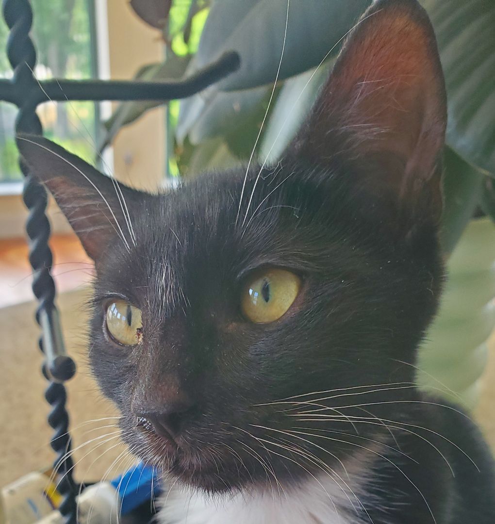 Enlarge D'arby, a Adoptable Tuxedo in New York, NY image 5/17