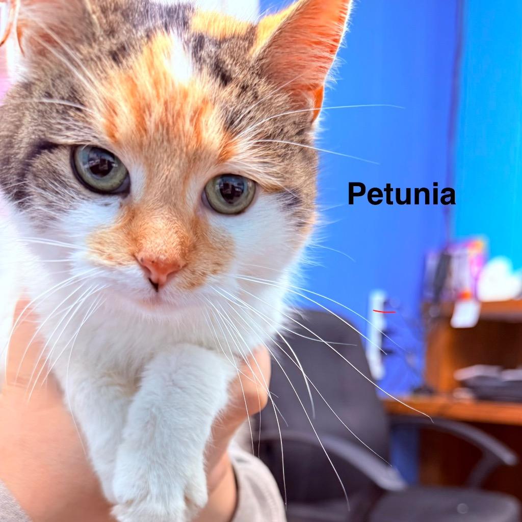 Enlarge Petunia, a Adoptable mixed breed in Utica, MI image 1/1