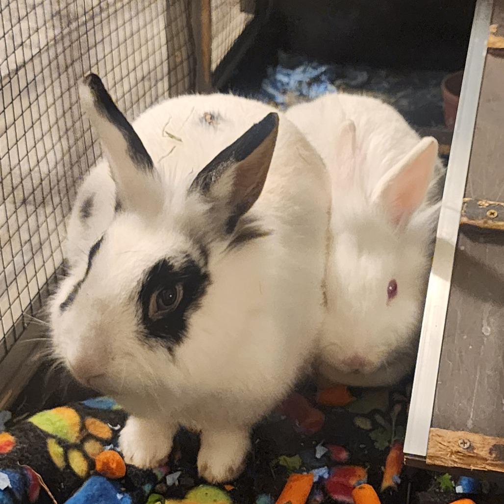 Speckles (and Snow), Adoptable, Young Female Bunny Rabbit.