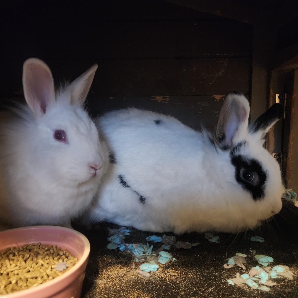 Speckles (and Snow), a Adoptable Bunny Rabbit in Columbia, MO image 2/4