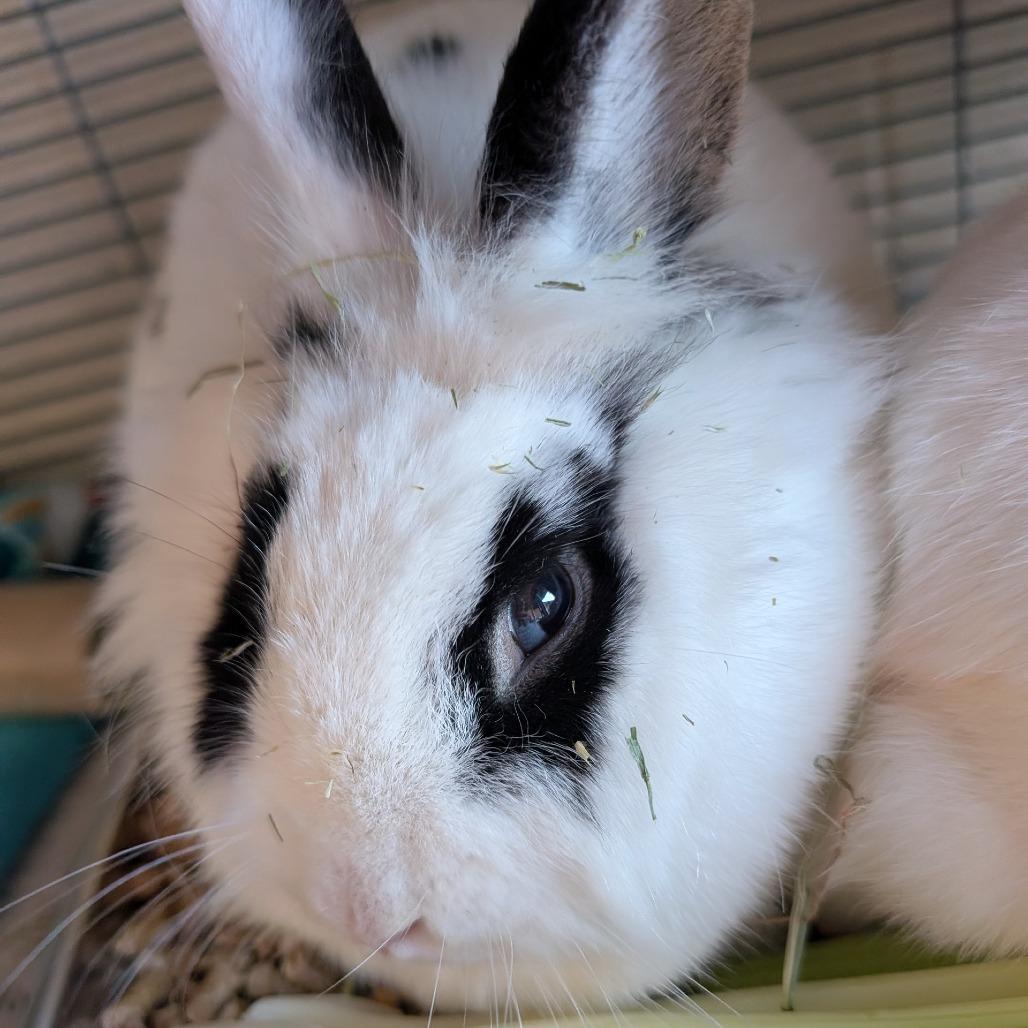 Enlarge Speckles (and Snow), a Adoptable Bunny Rabbit in Columbia, MO image 2/2