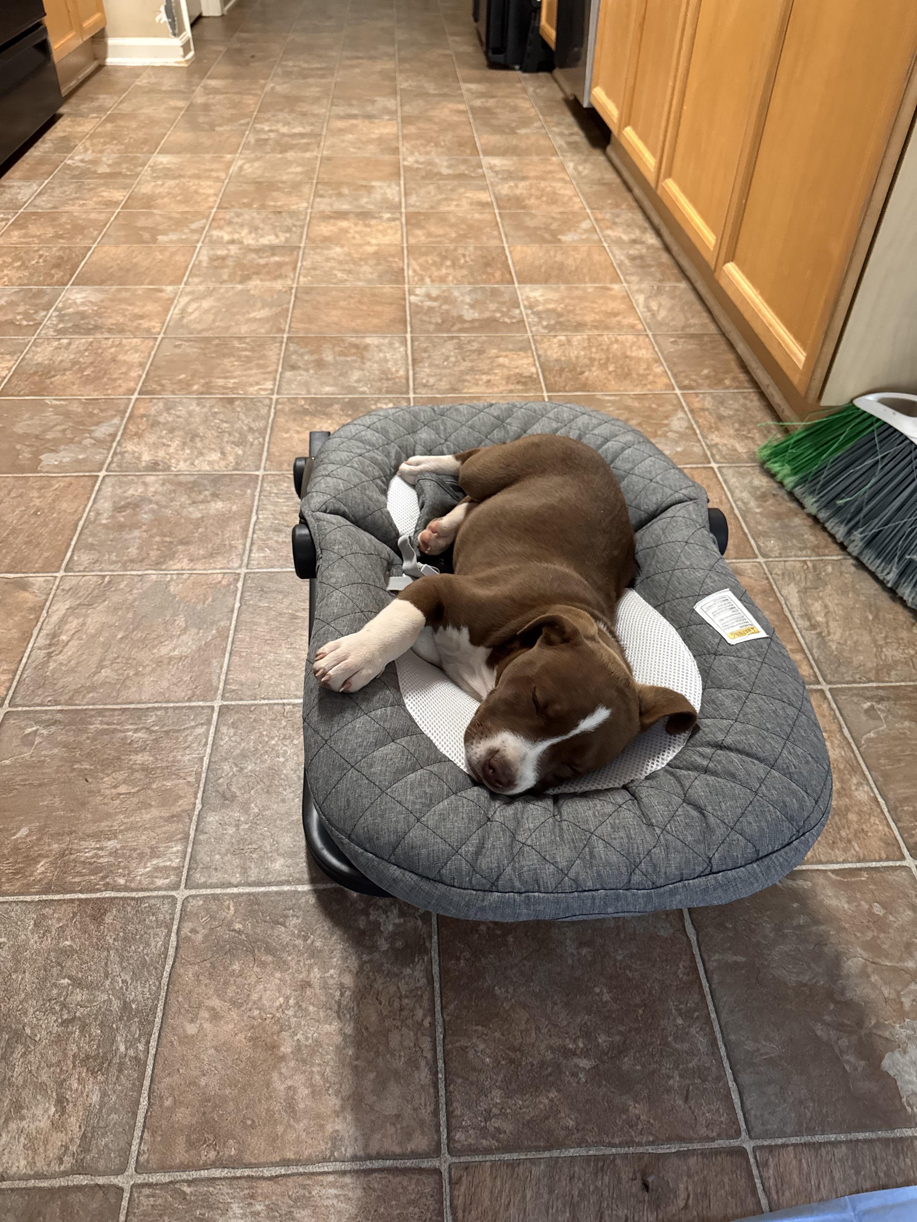 Enlarge Mocha, an adopted mixed breed in Plantsville, CT image 4/5