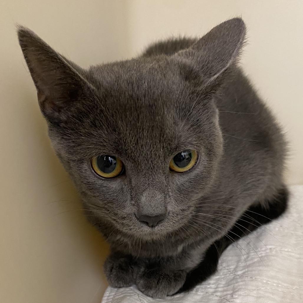 Matilda, a Adoptable Domestic Short Hair in Zanesville, OH image 1/2